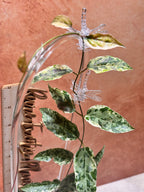 Dregea Sinensis Variegated