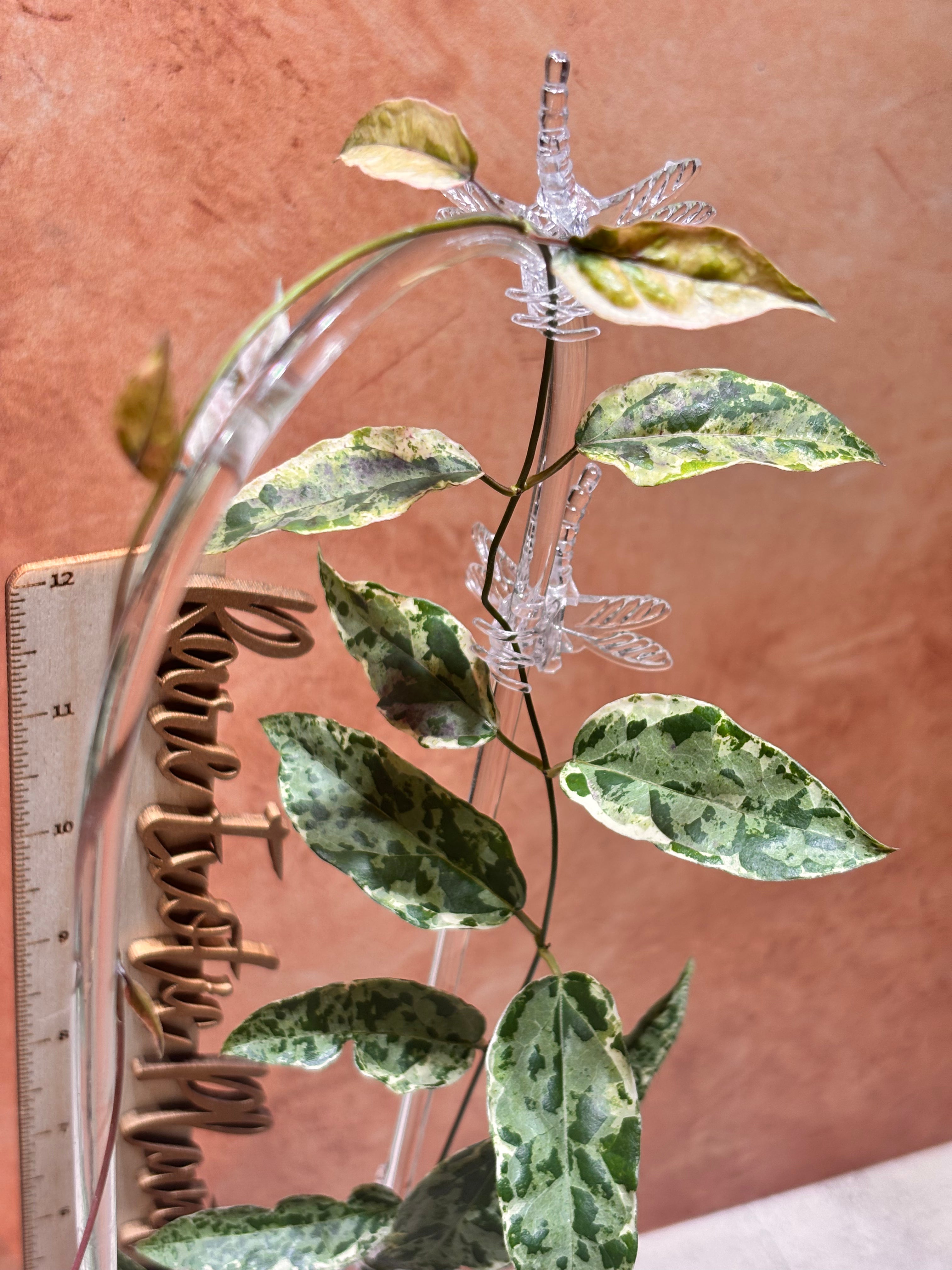 Dregea Sinensis Variegated