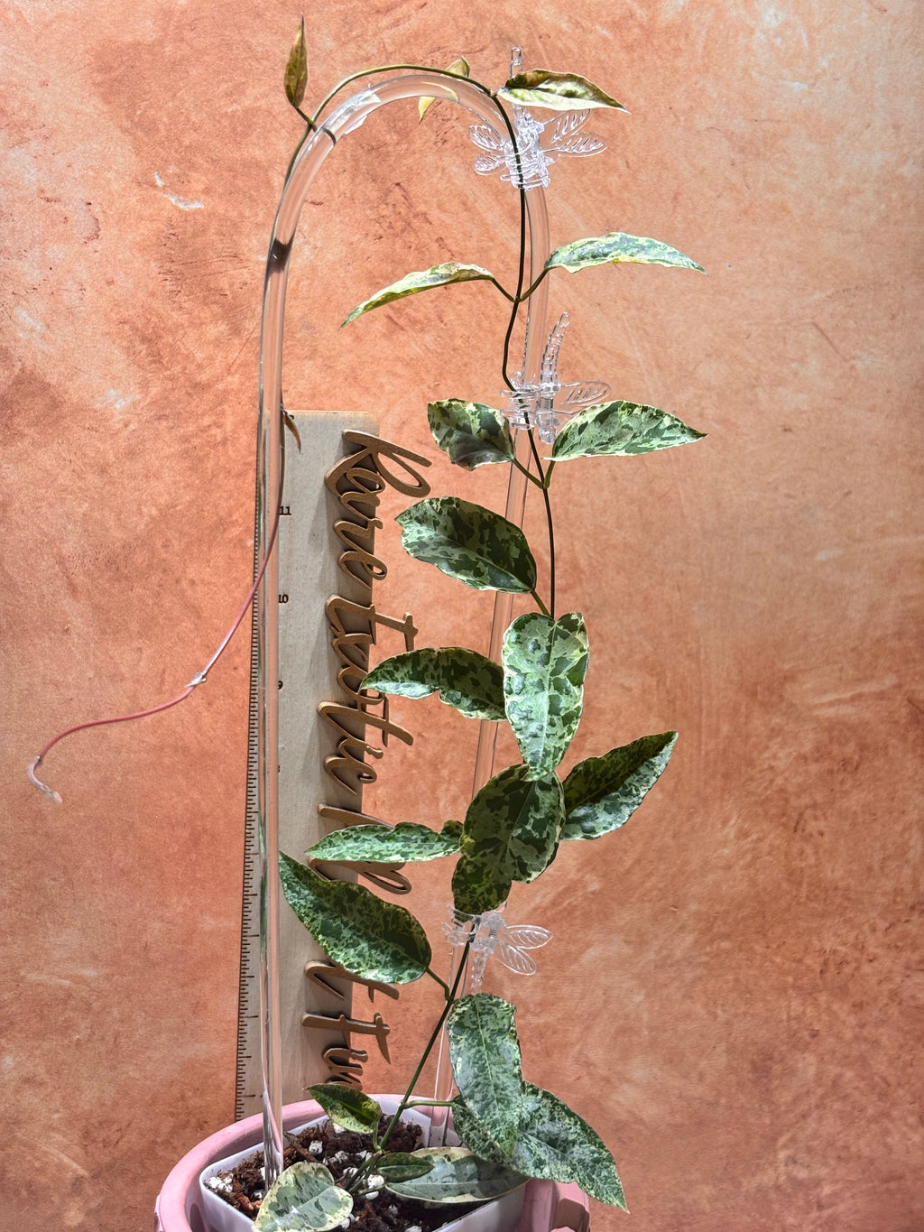 Dregea Sinensis Variegated