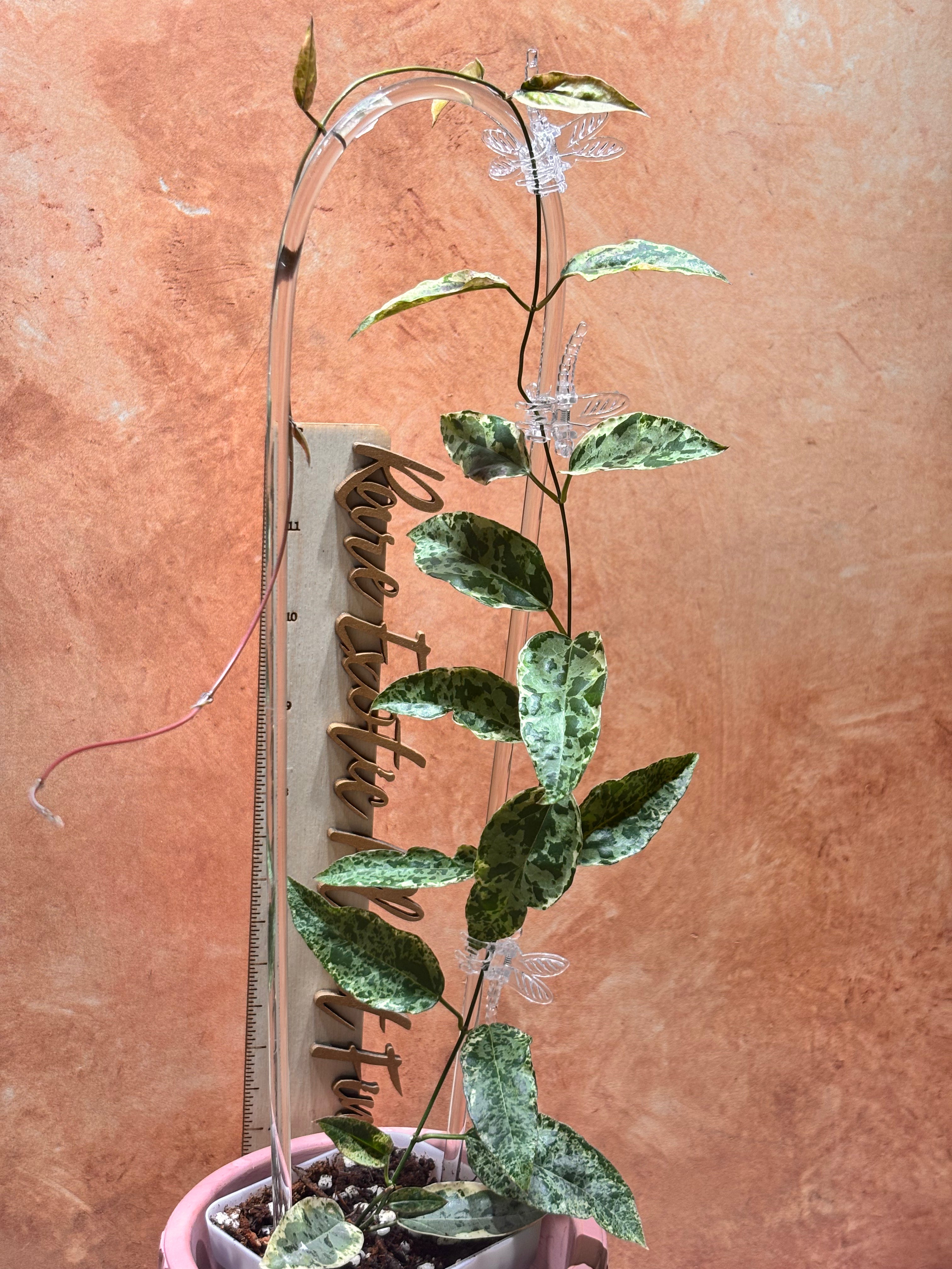 Dregea Sinensis Variegated