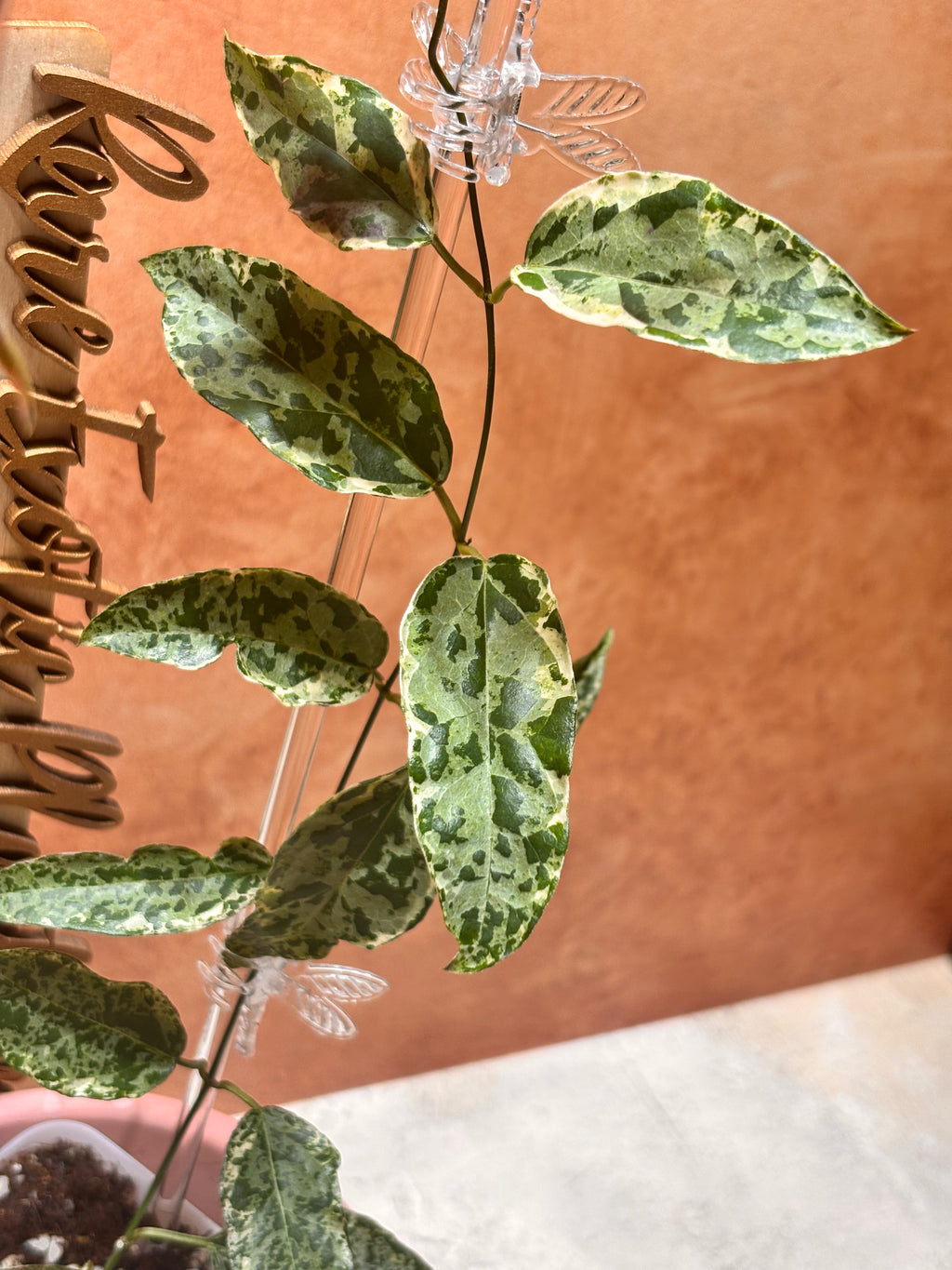 Dregea Sinensis Variegated