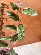 Dregea Sinensis Variegated