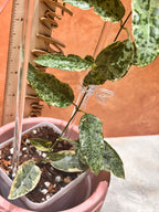 Dregea Sinensis Variegated