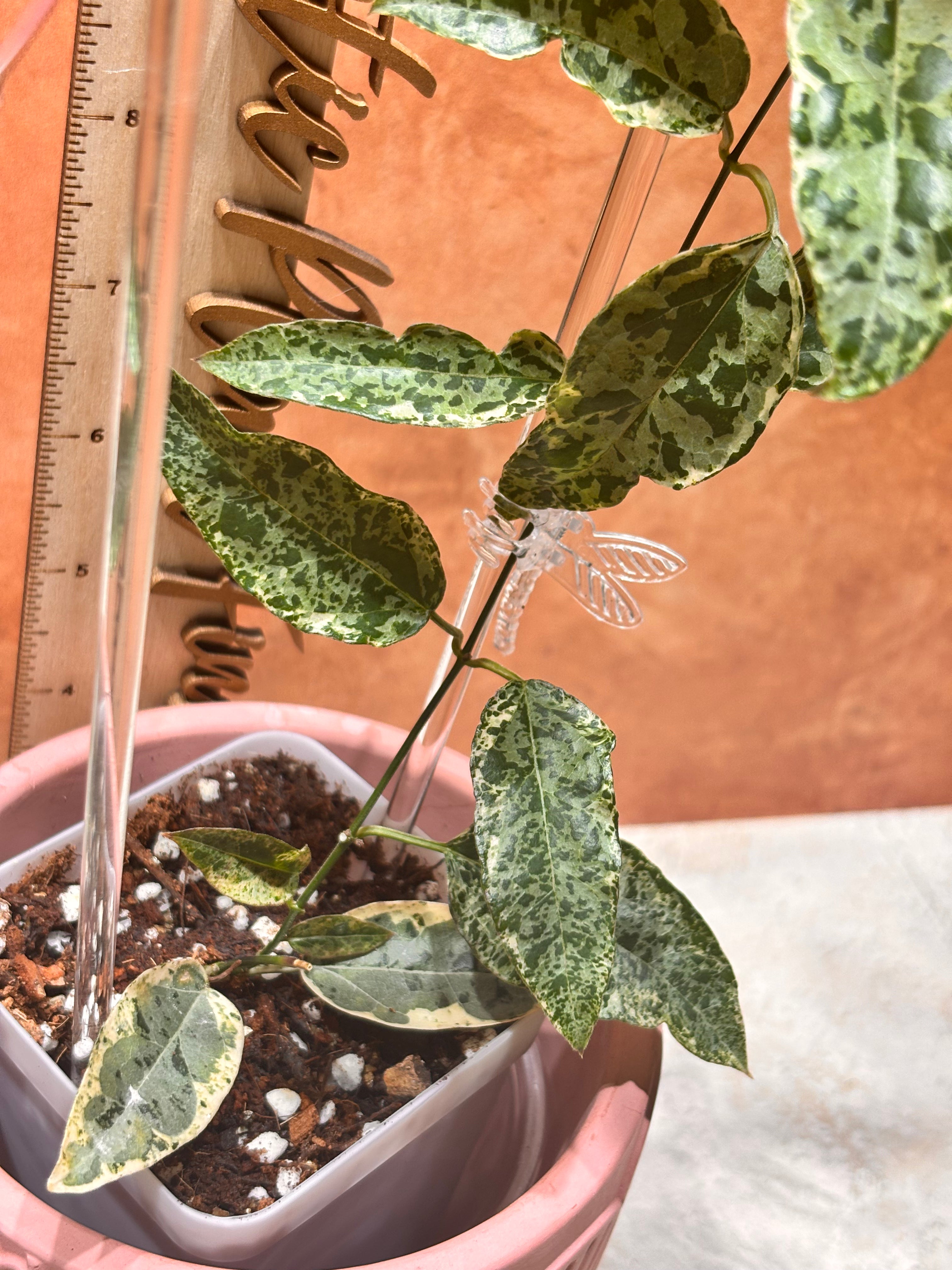 Dregea Sinensis Variegated