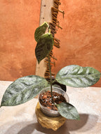 Hoya Coriacea Silver