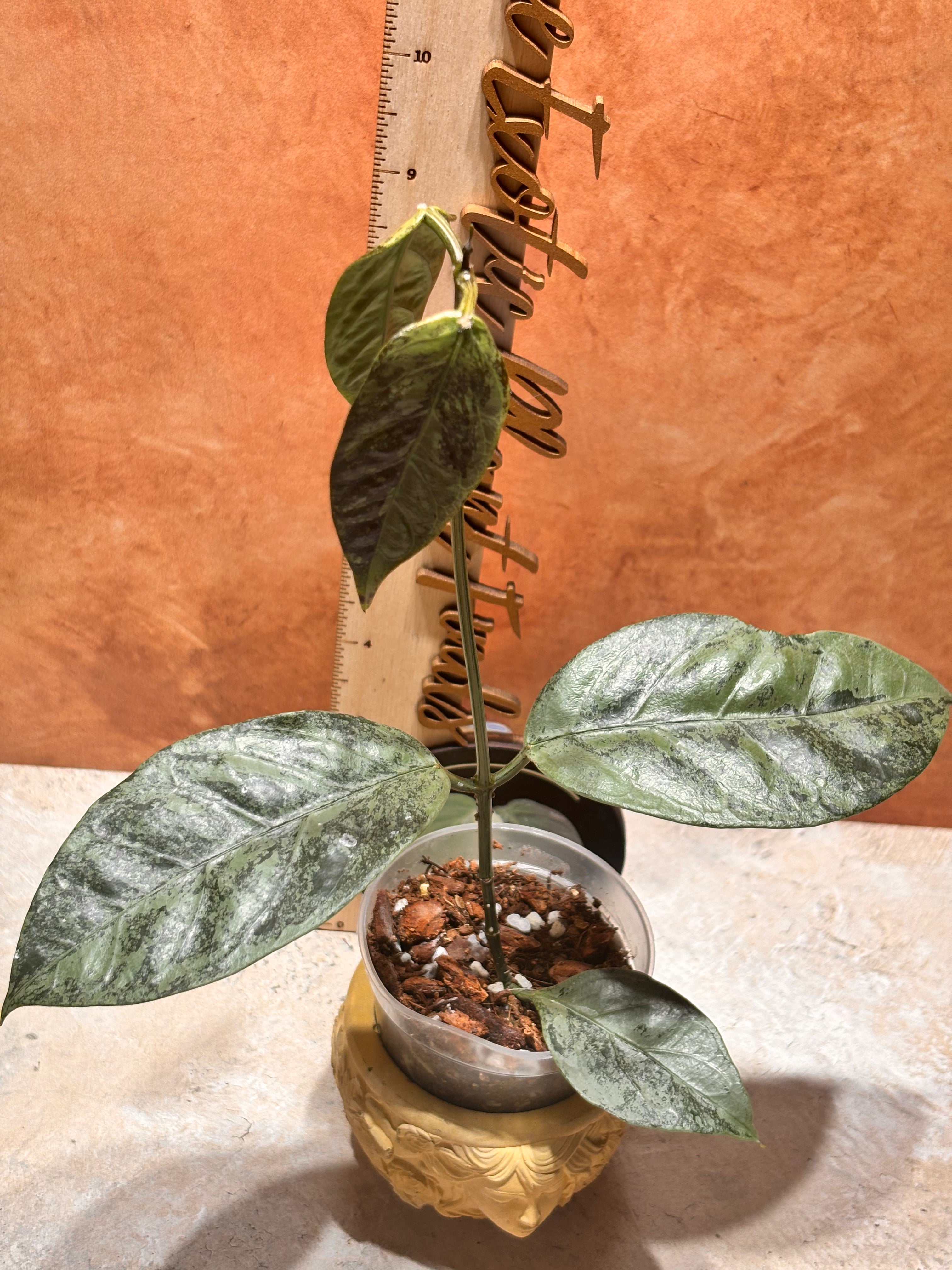 Hoya Coriacea Silver