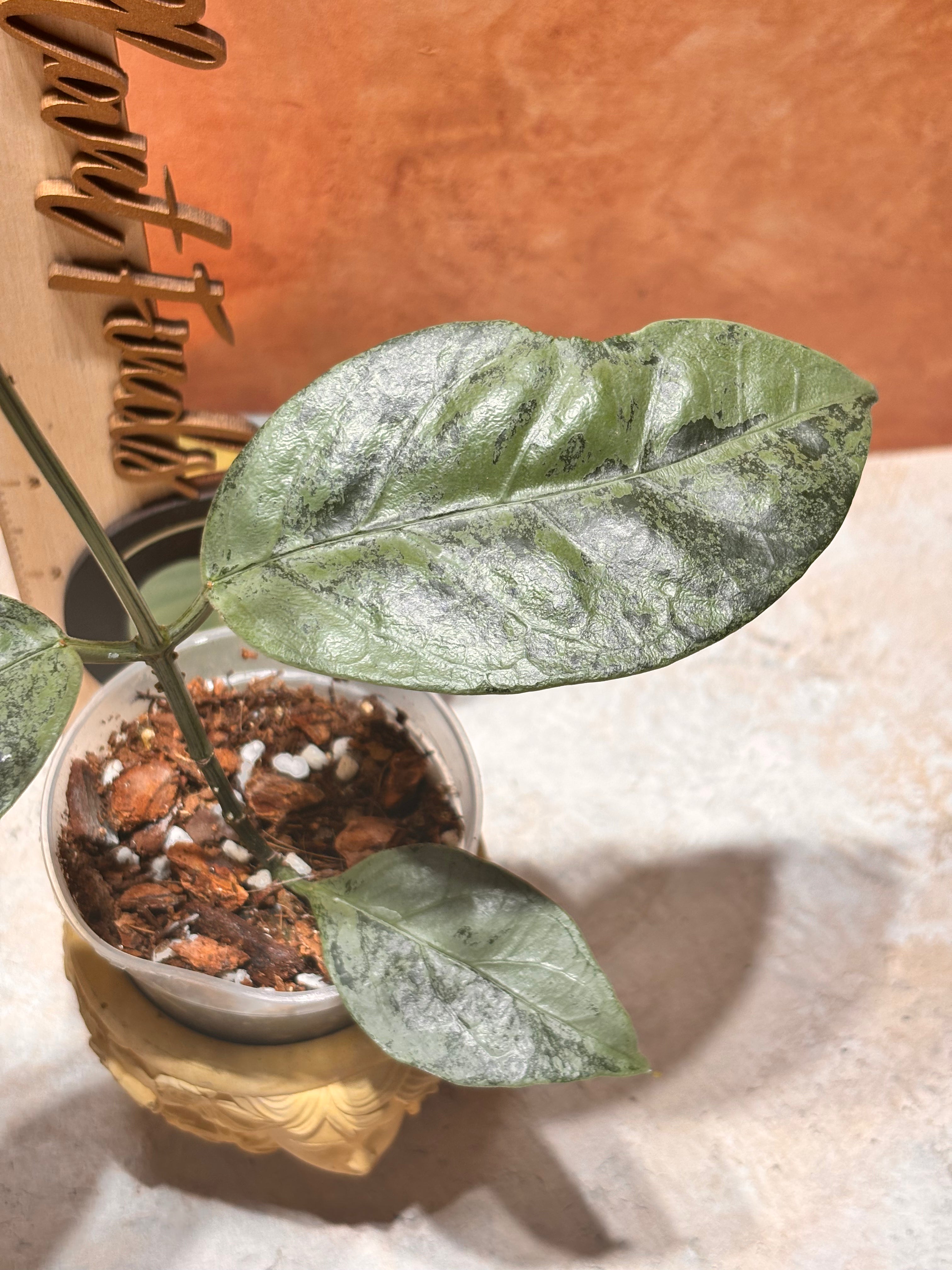 Hoya Coriacea Silver