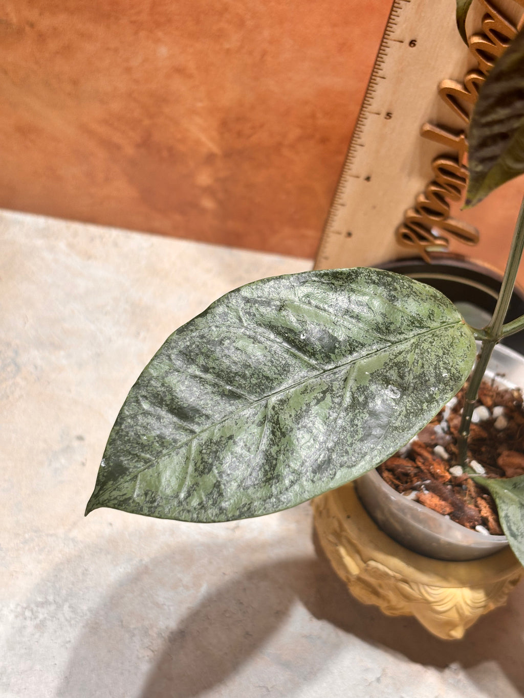 Hoya Coriacea Silver