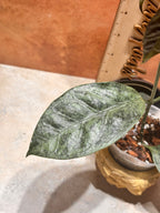 Hoya Coriacea Silver