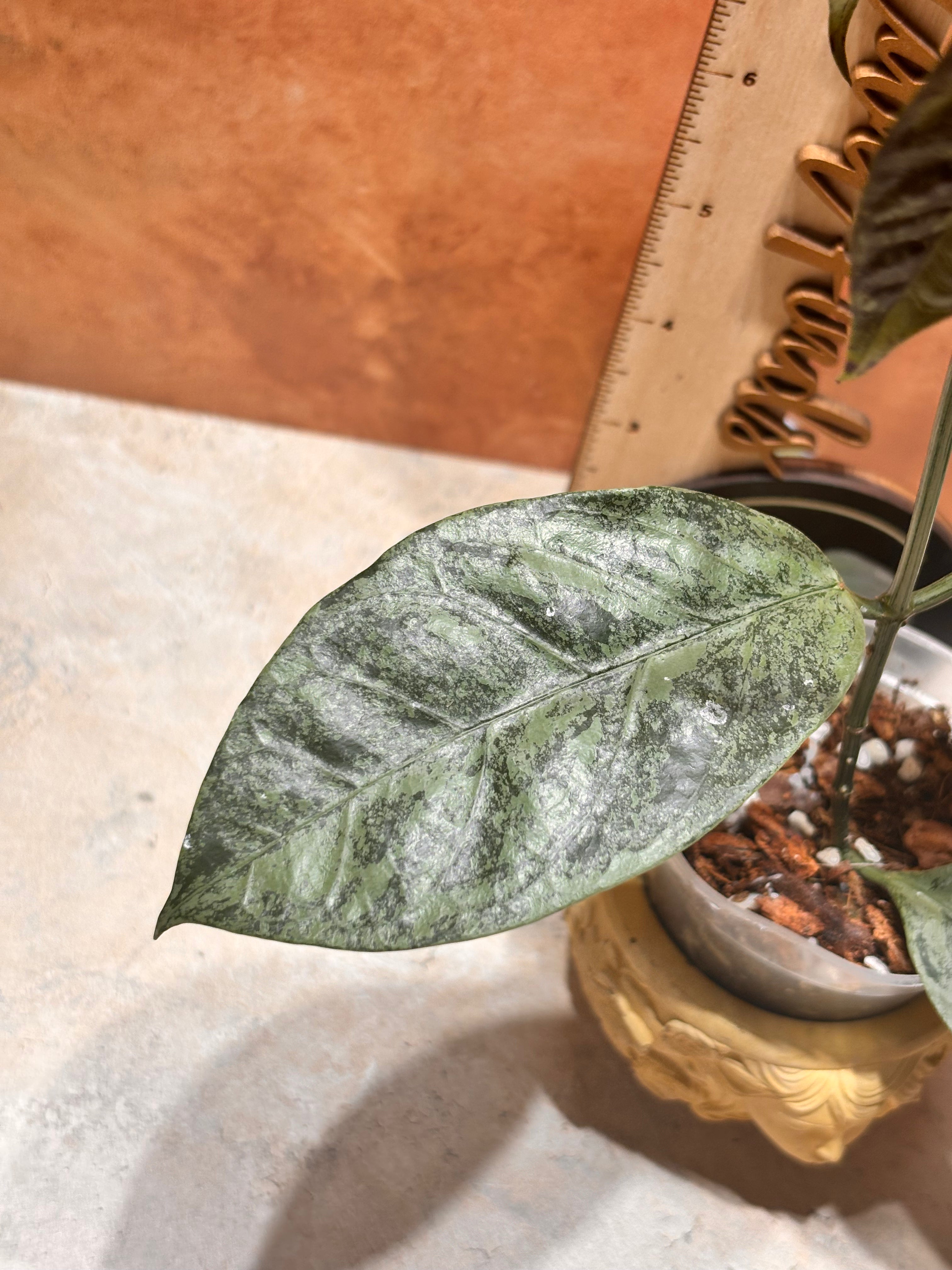 Hoya Coriacea Silver