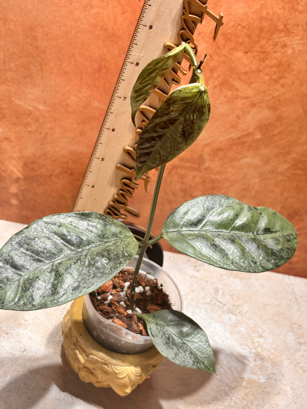 Hoya Coriacea Silver