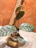 Hoya Coriacea Silver