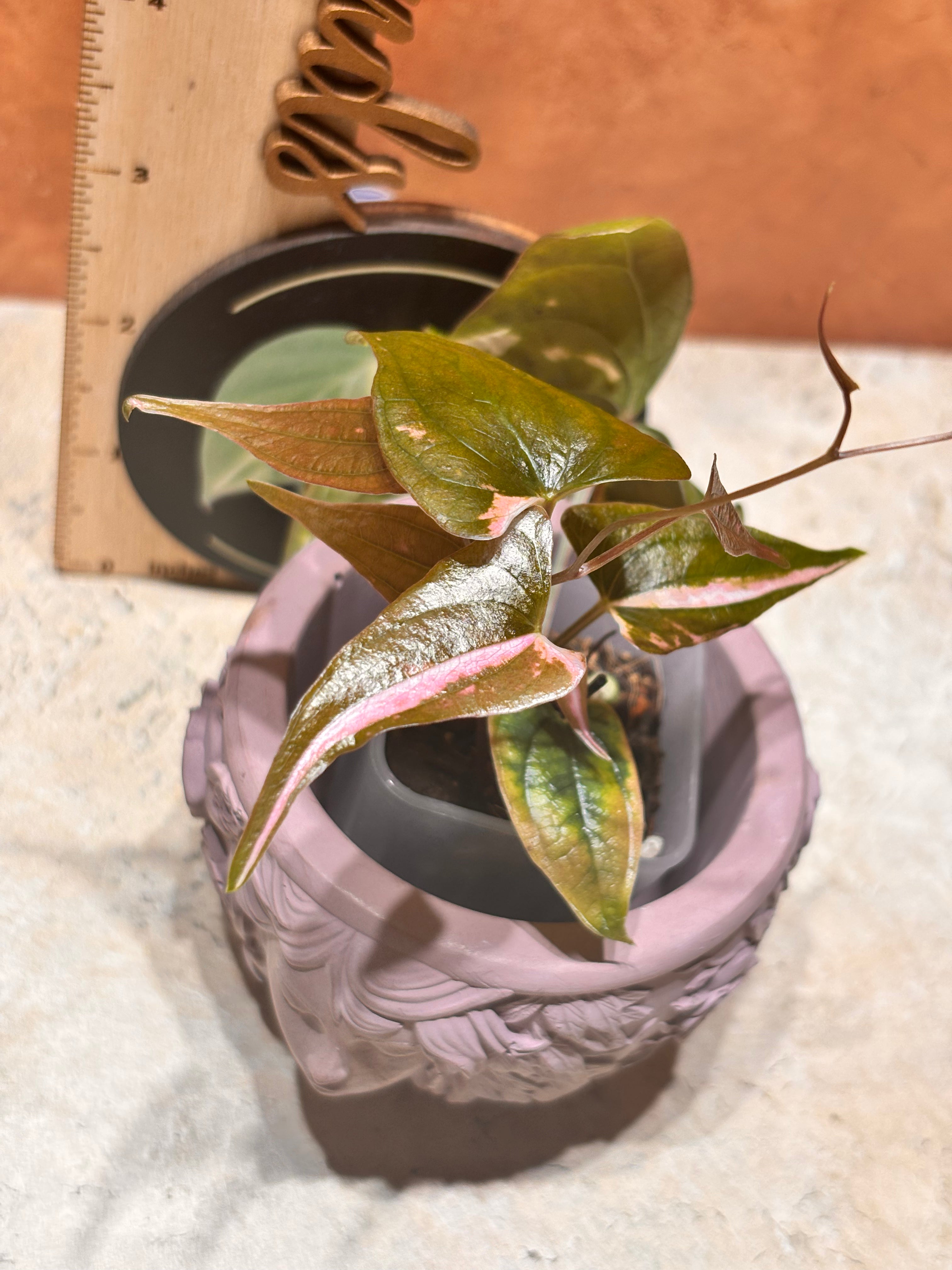 Dioscorea “Gamma Ray”