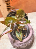 Small potted Dioscorea Gamma Ray plant in a decorative pot with a blurred background. 