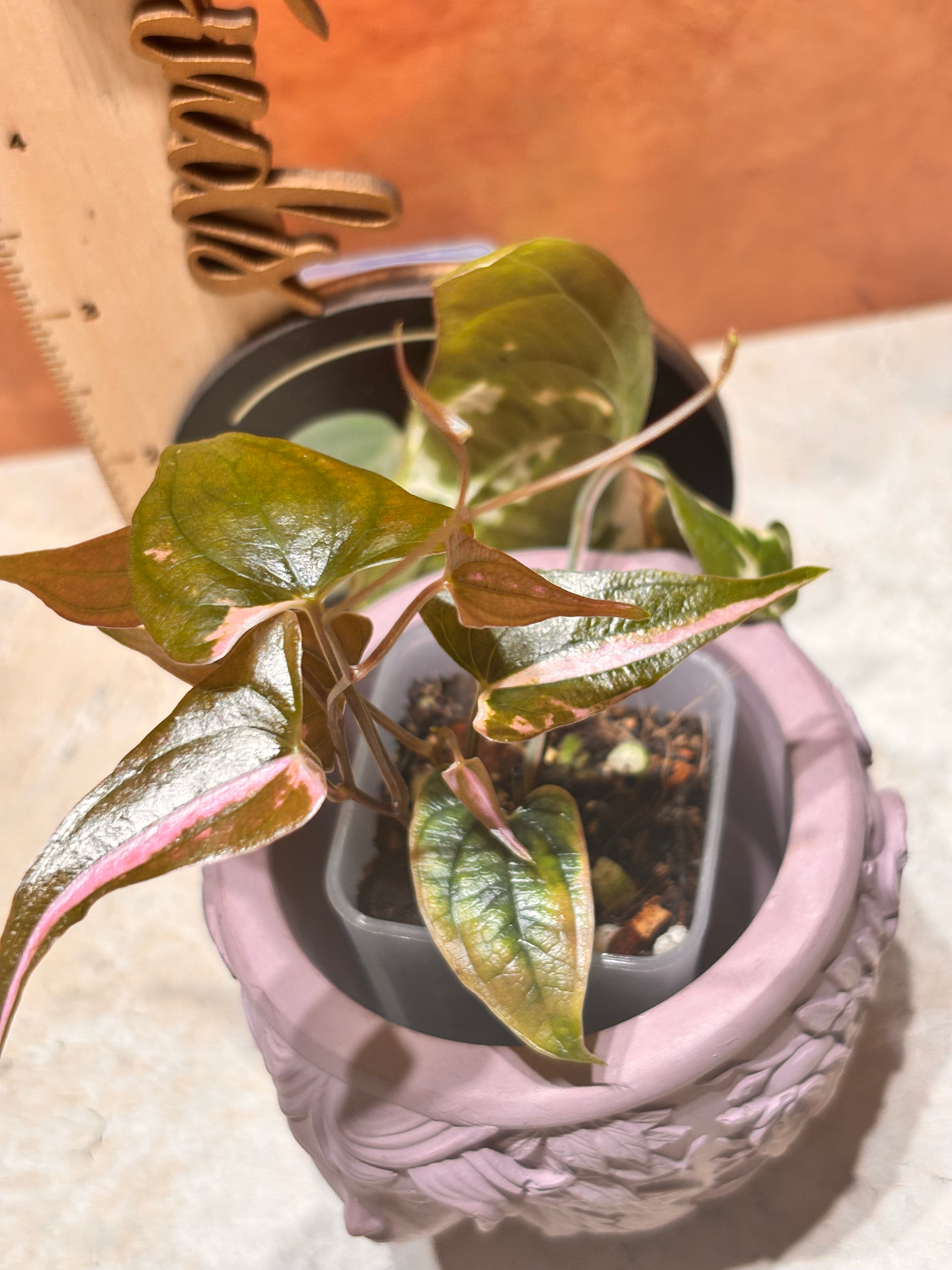 Small potted Dioscorea Gamma Ray plant in a decorative pot with a blurred background. 