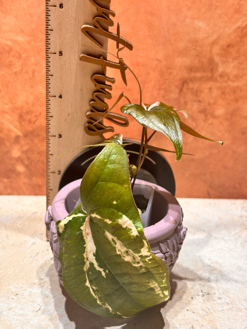 Small potted plant with a wooden ruler next to it on a textured surface.