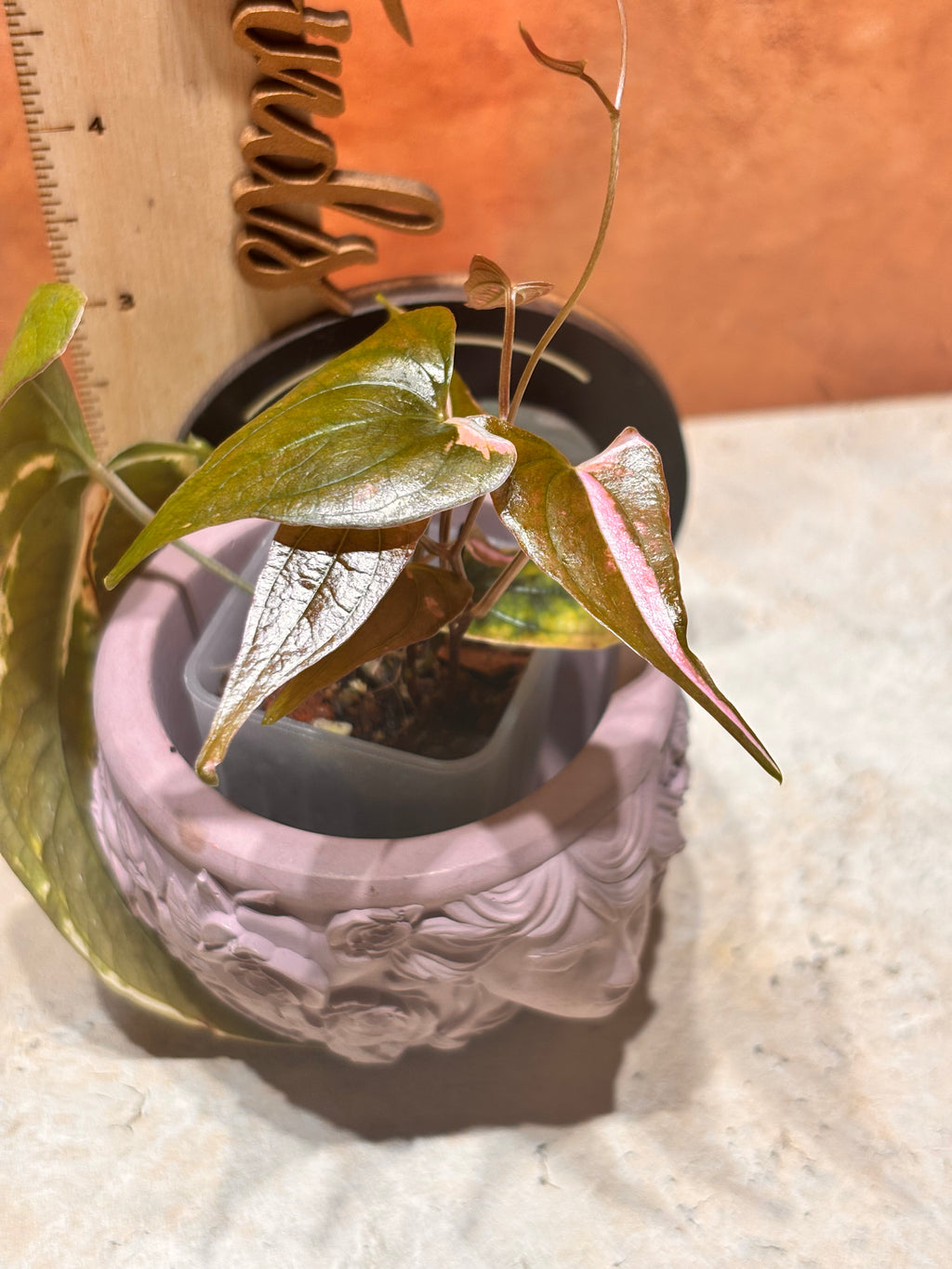 Potted plant in a decorative pot with a wooden background