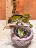 Dioscorea “Gamma Ray”