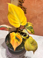 Philodendron Micans Ferrari (aka) Aurea
