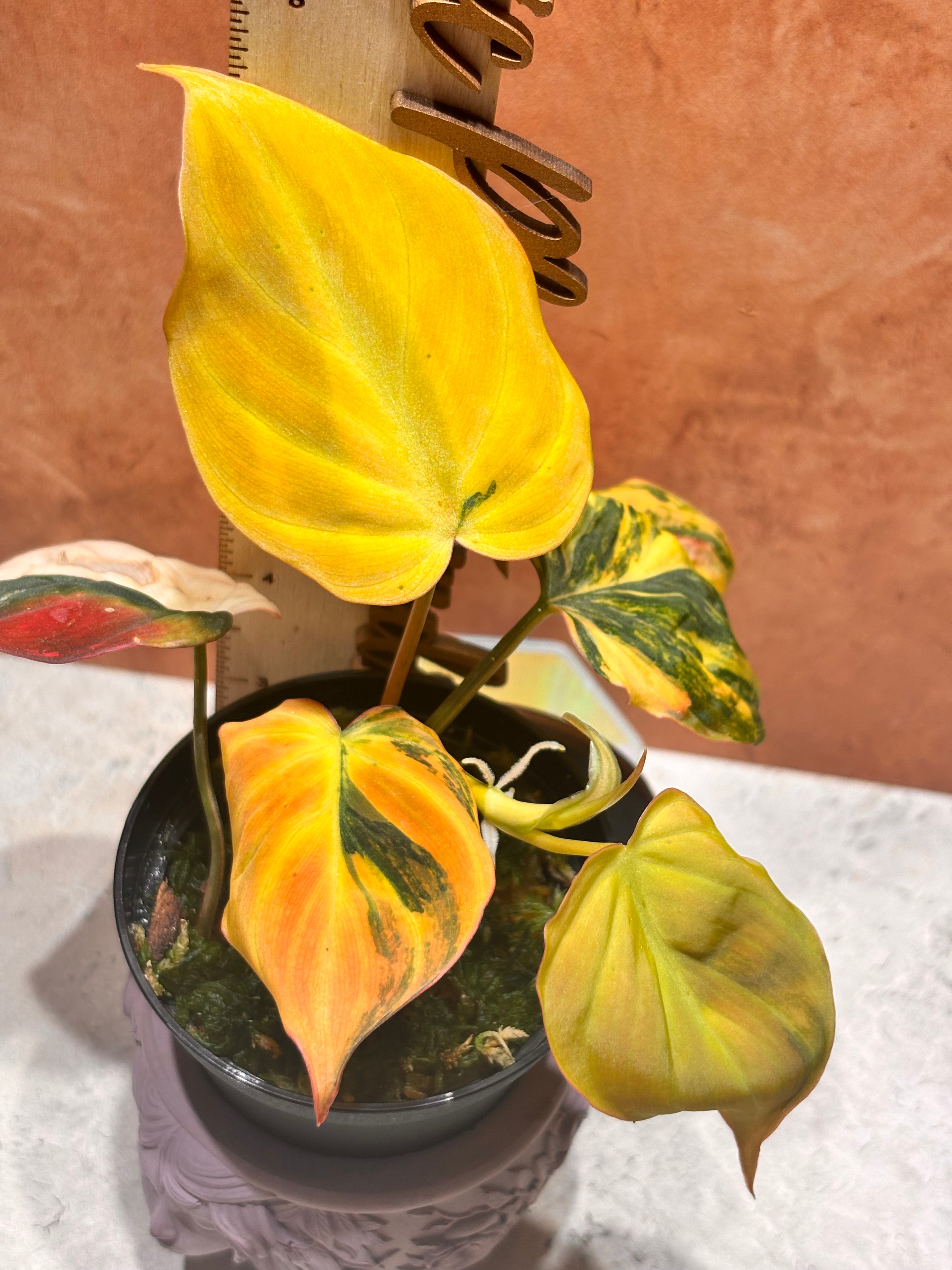 Philodendron Micans Ferrari (aka) Aurea