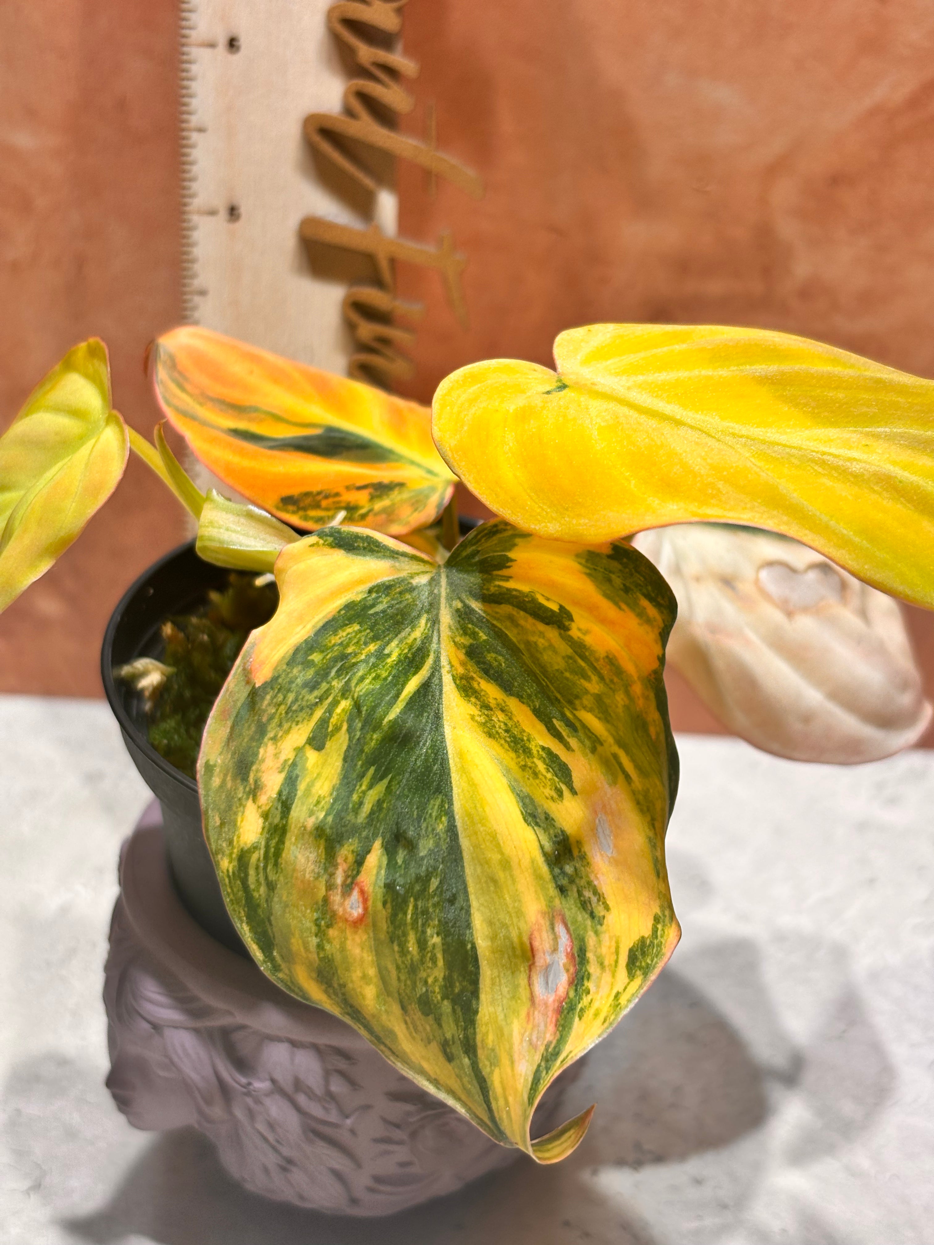 Philodendron Micans Ferrari (aka) Aurea