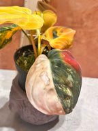 Philodendron Micans Ferrari (aka) Aurea