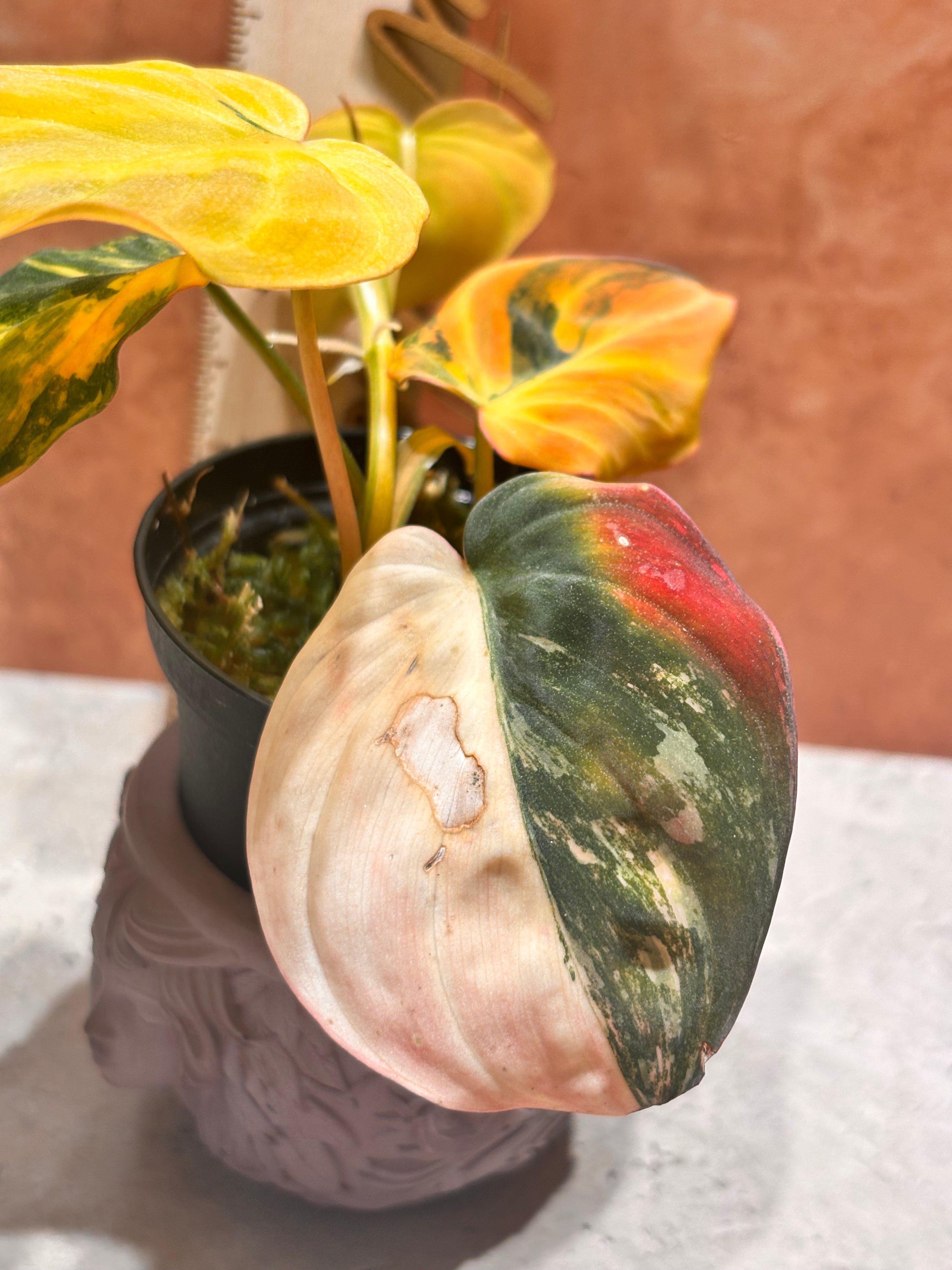 Philodendron Micans Ferrari (aka) Aurea