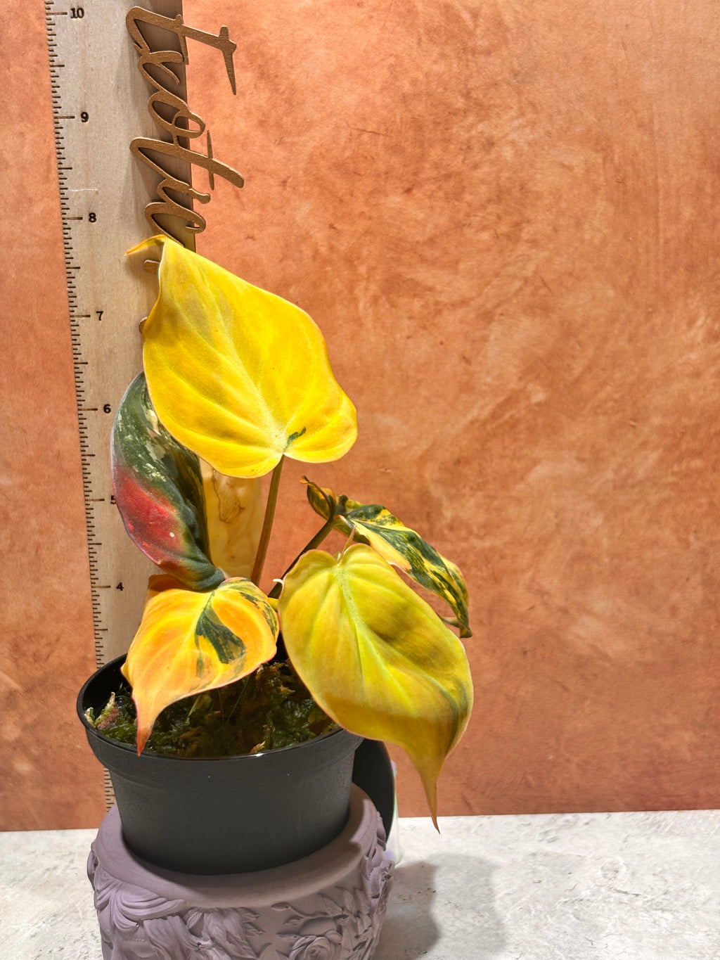 Philodendron Micans Ferrari (aka) Aurea