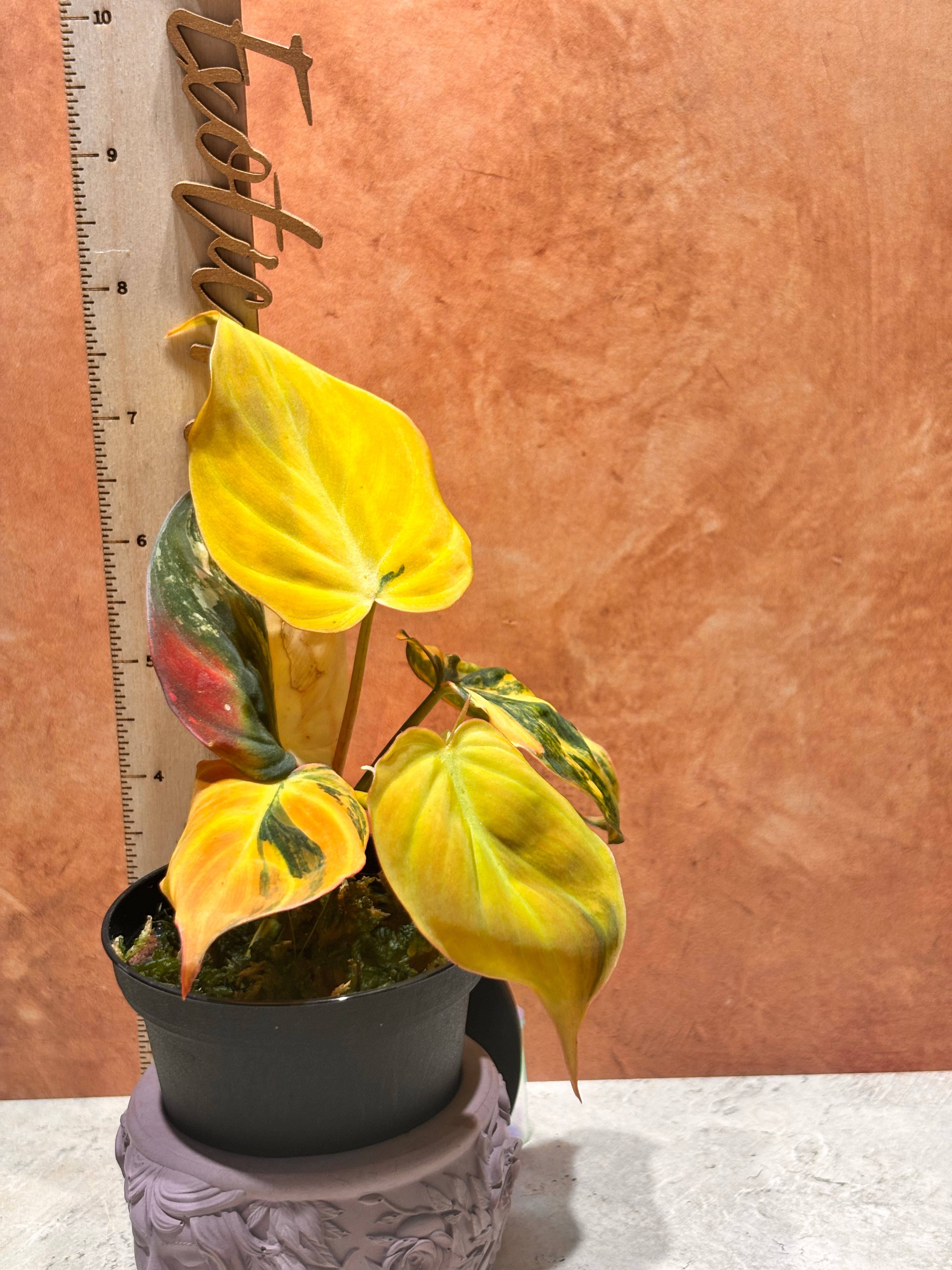 Philodendron Micans Ferrari (aka) Aurea