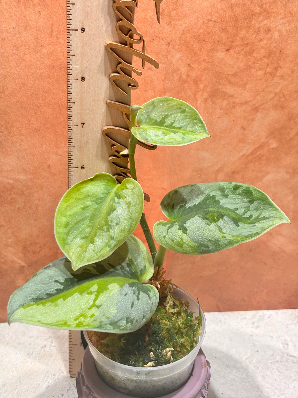Scindapsus Yupa