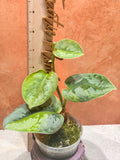 Scindapsus Yupa