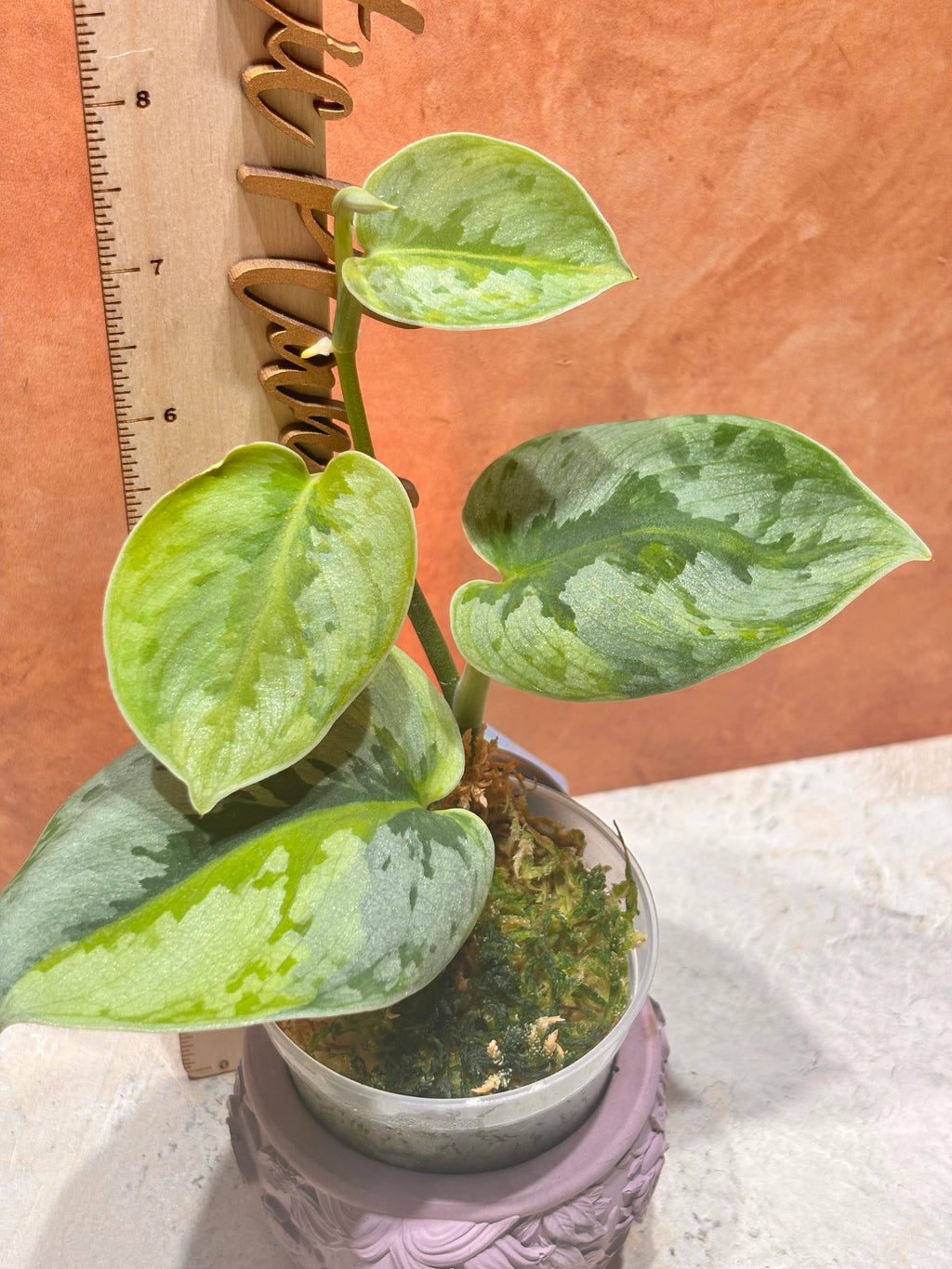 Potted plant Scindapsus Yupa that displays green leaves on a surface next to a ruler