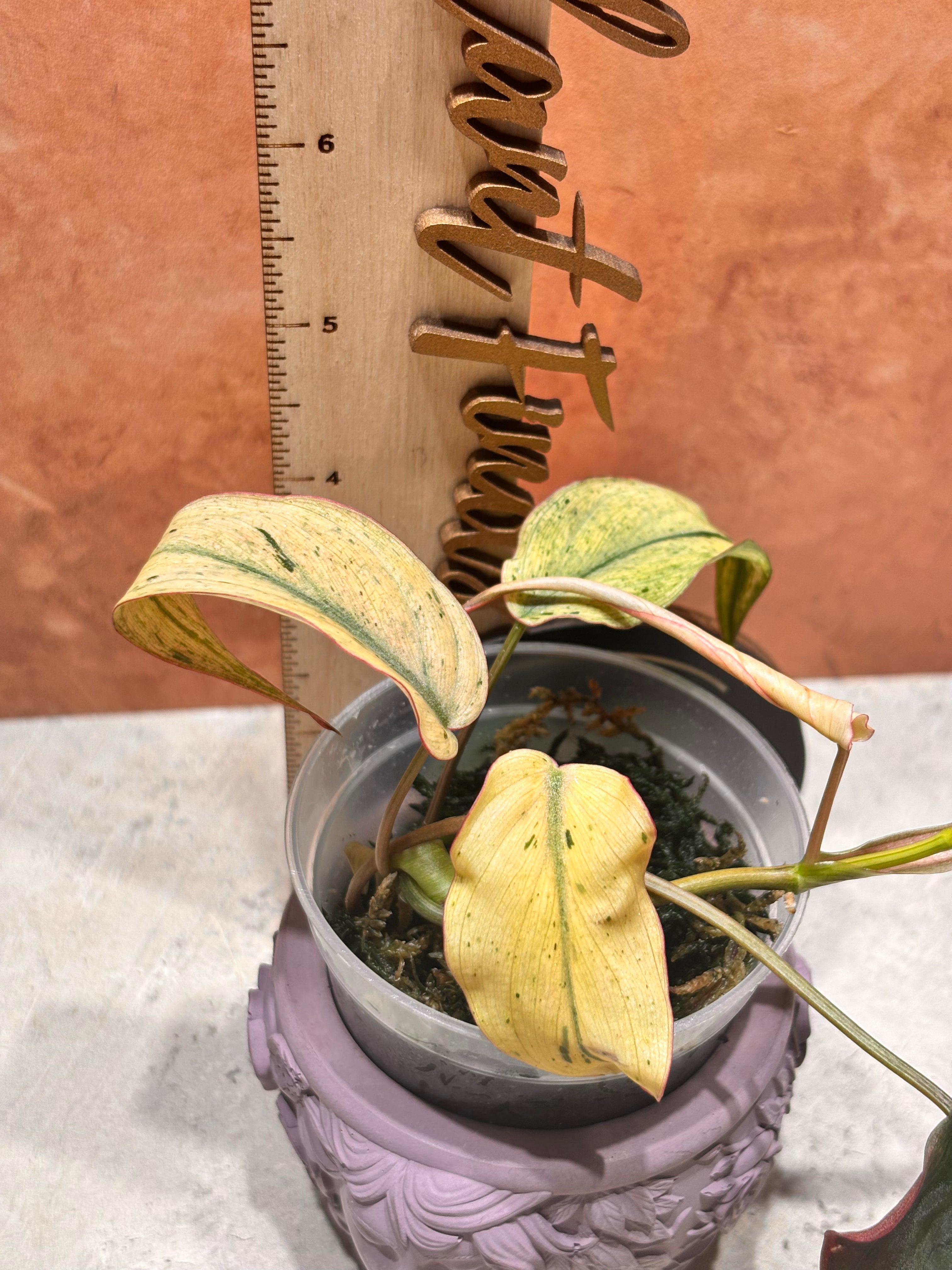 Potted plant with yellowing leaves next to a wooden ruler on a textured surface.