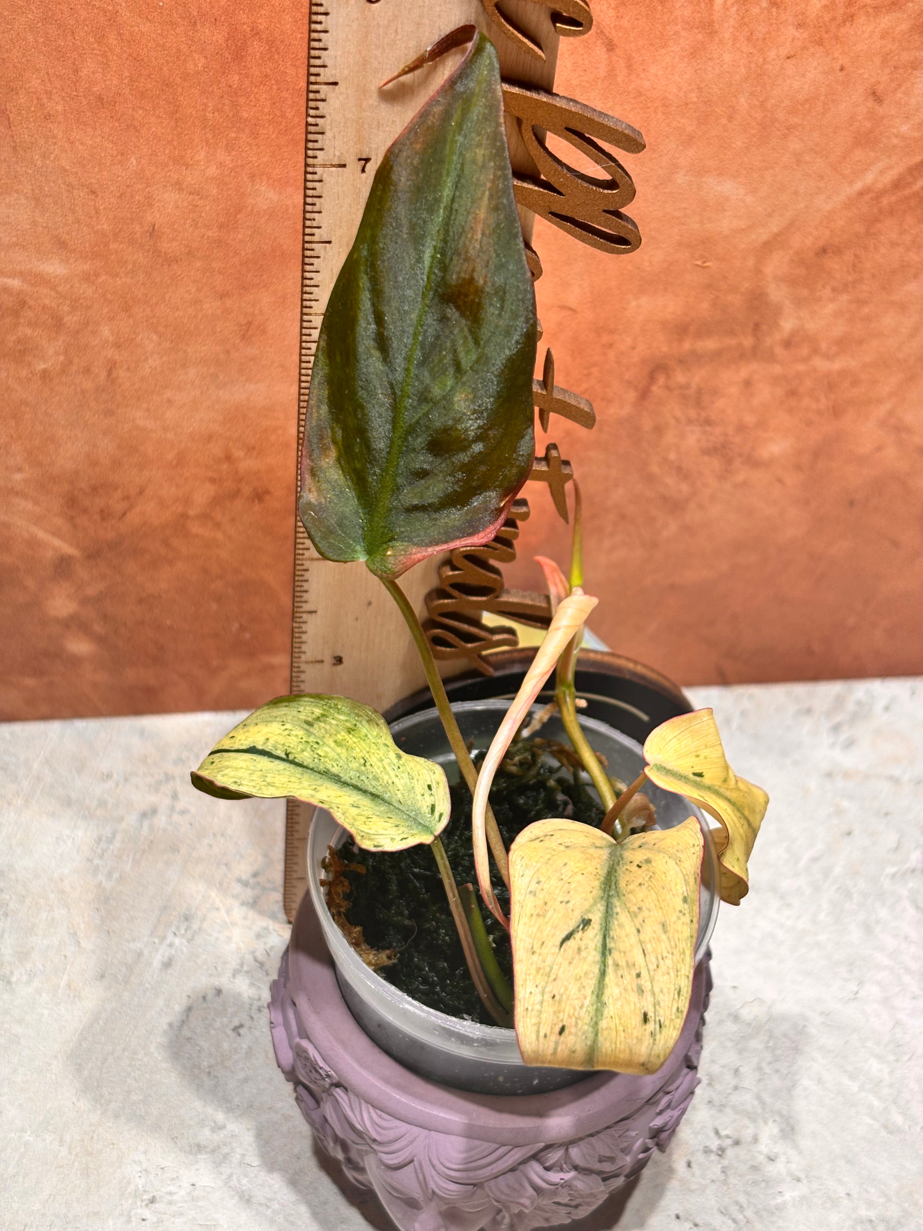Potted plant with a wooden ruler for scale on a textured surface