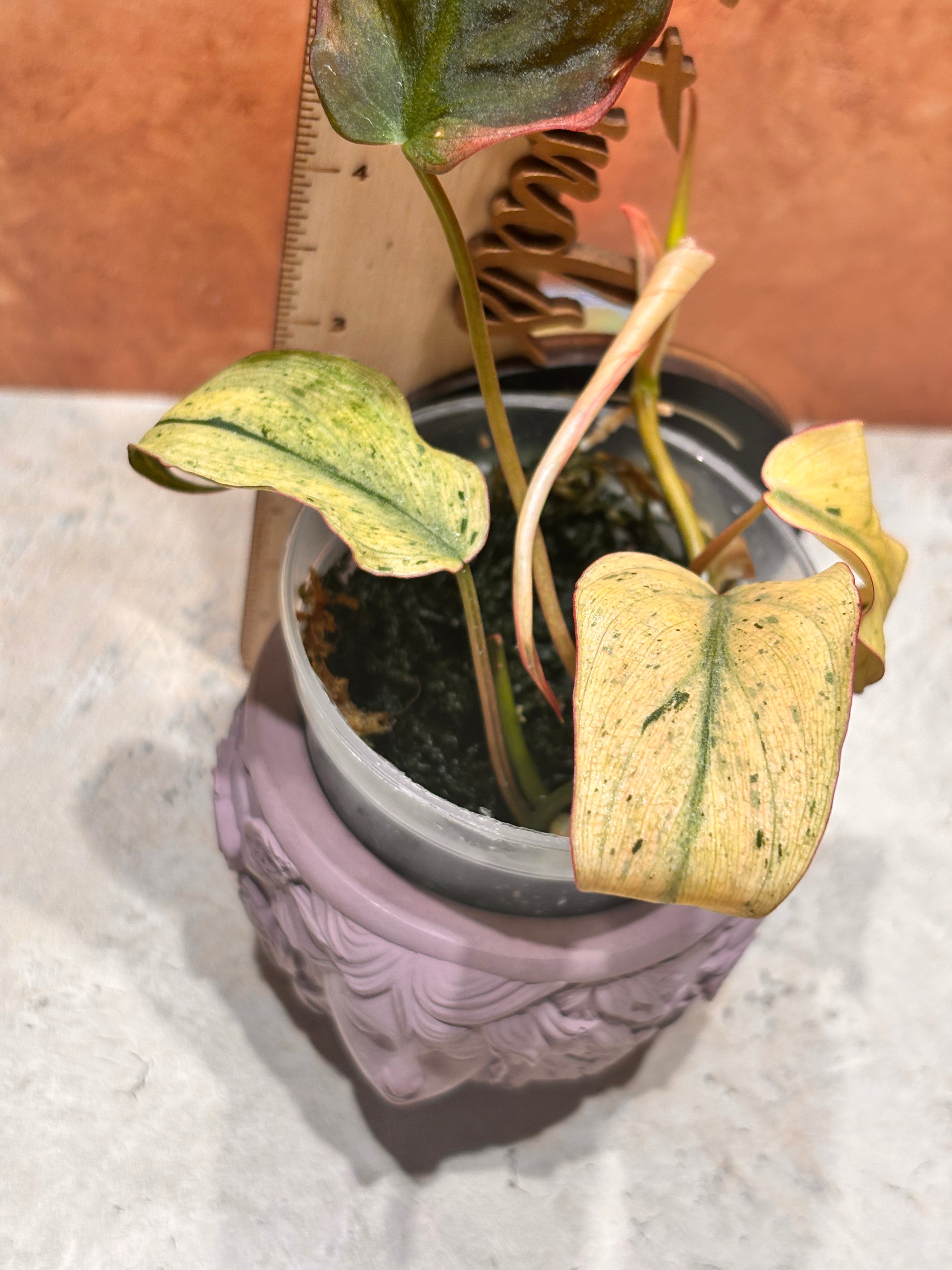 Potted plant with yellow and green leaves on a textured surface