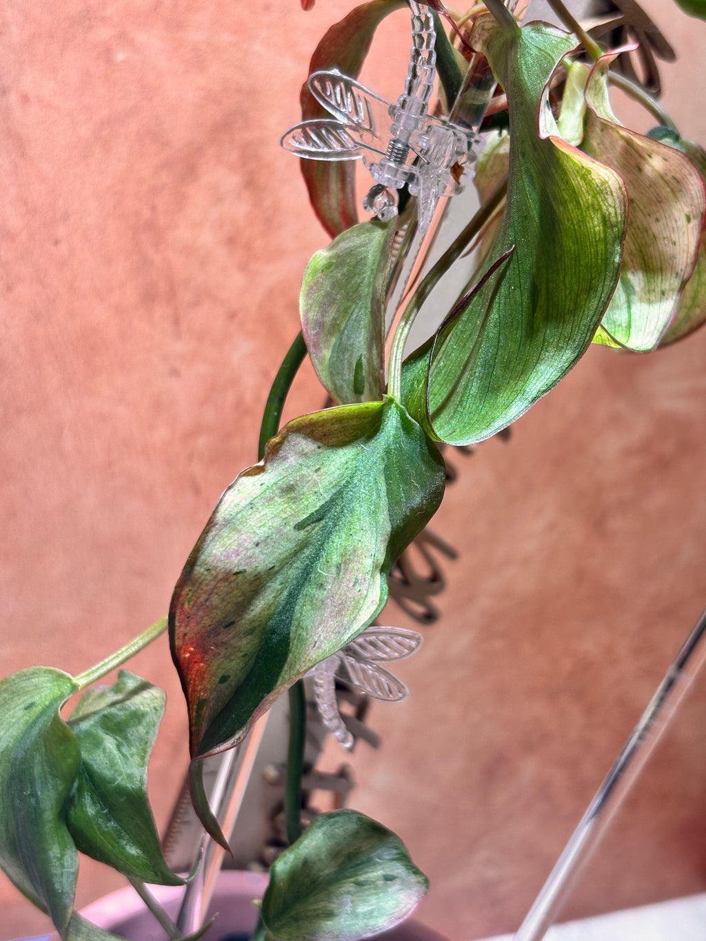 Philodendron Micans Mint (Mother Plant)