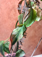 Philodendron Micans Mint (Mother Plant)
