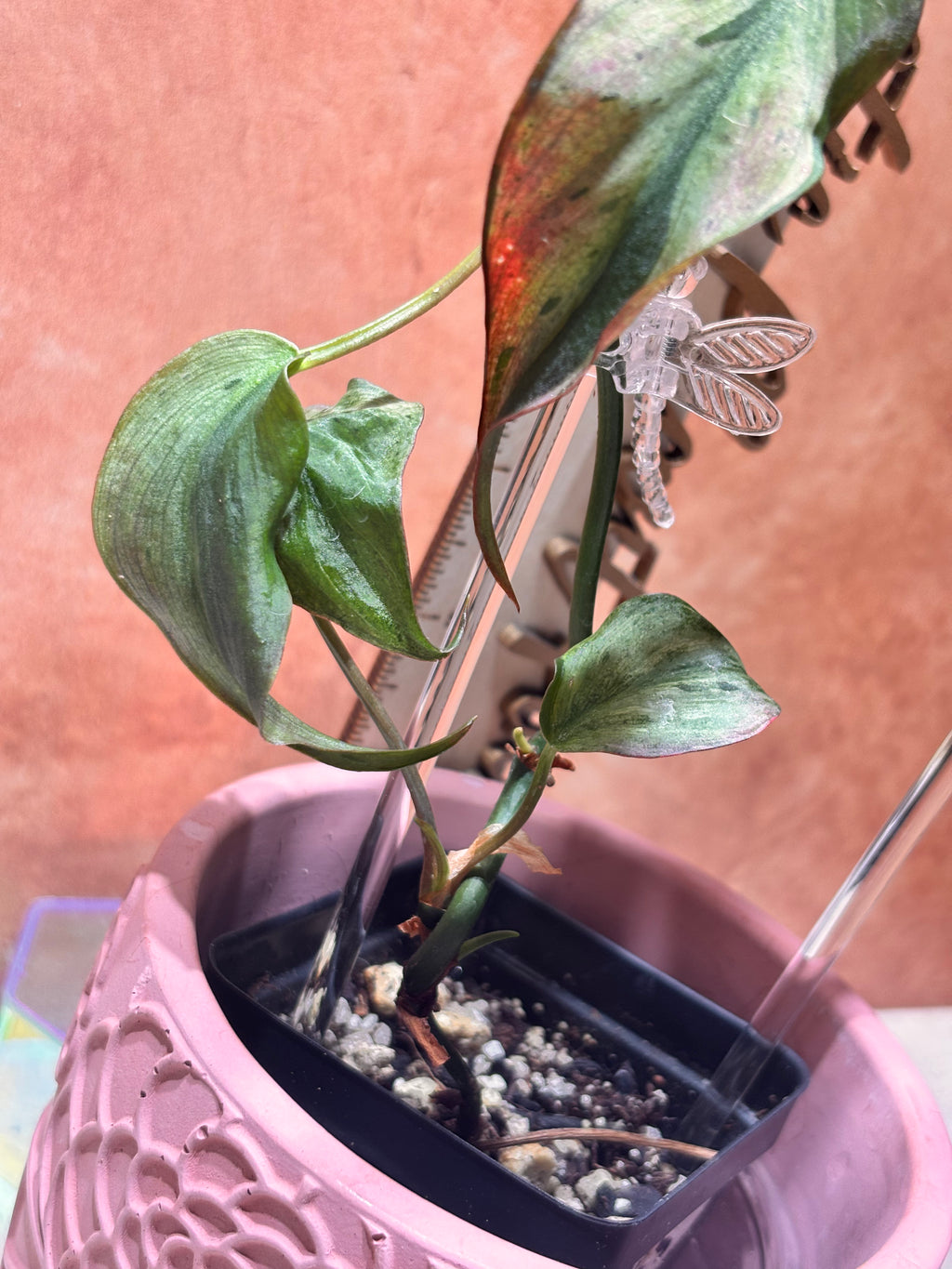 Philodendron Micans Mint (Mother Plant)