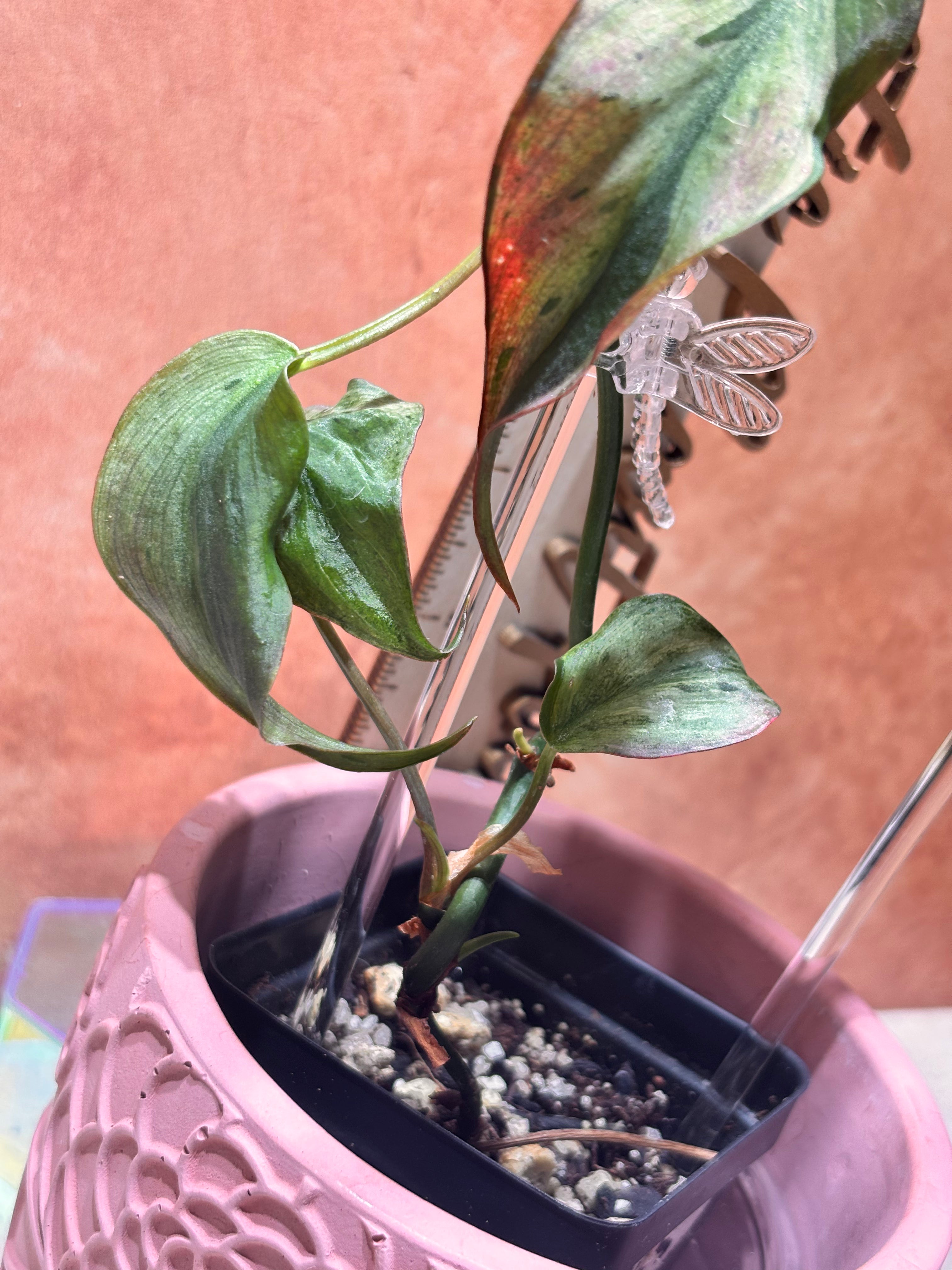 Philodendron Micans Mint (Mother Plant)