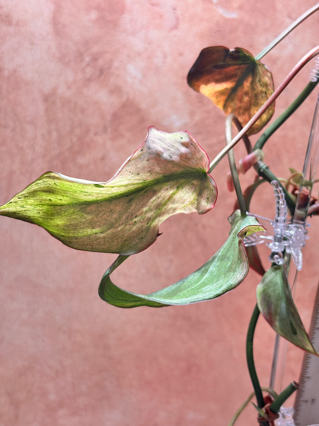 Close-up of a philodendron micans mint plant with green /pink leaves against a orange background