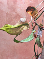 Close-up of a philodendron micans mint plant with green /pink leaves against a orange background
