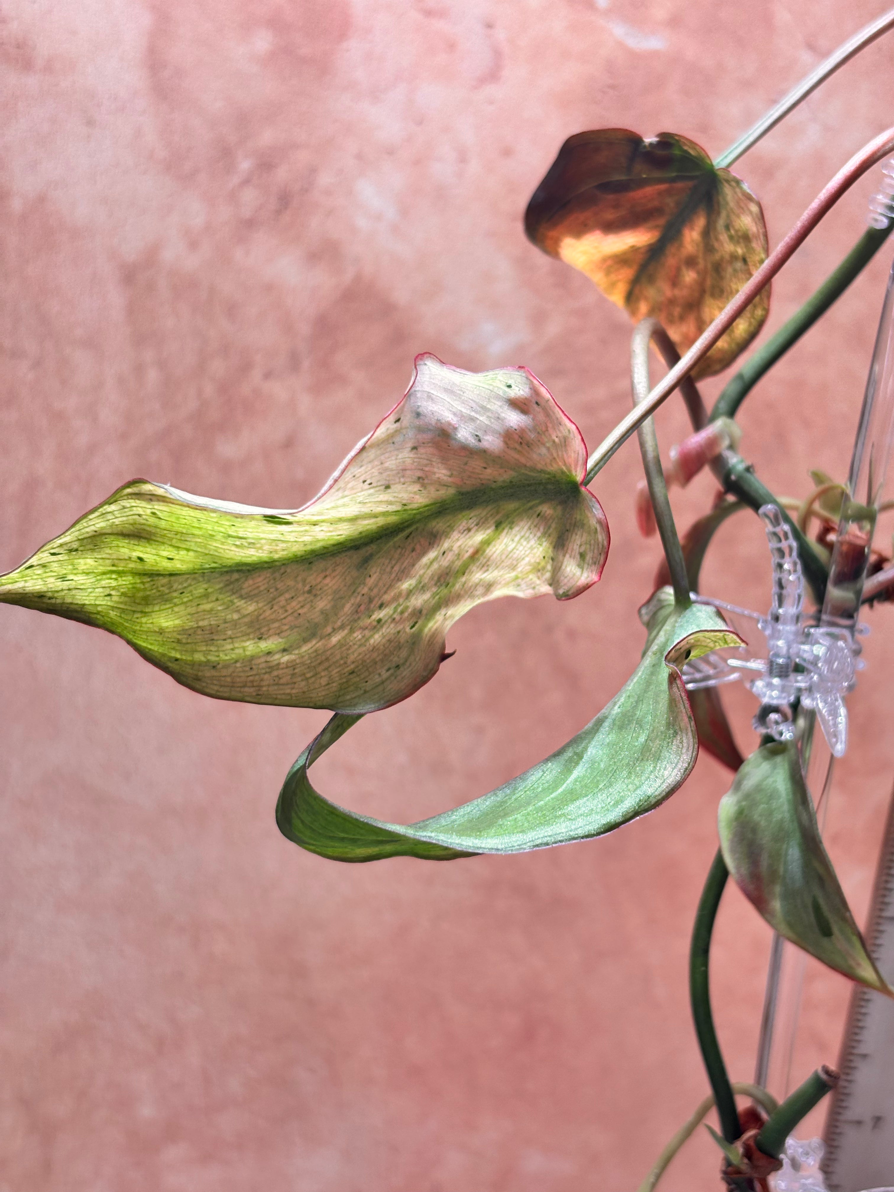 Close-up of a philodendron micans mint plant with green /pink leaves against a orange background