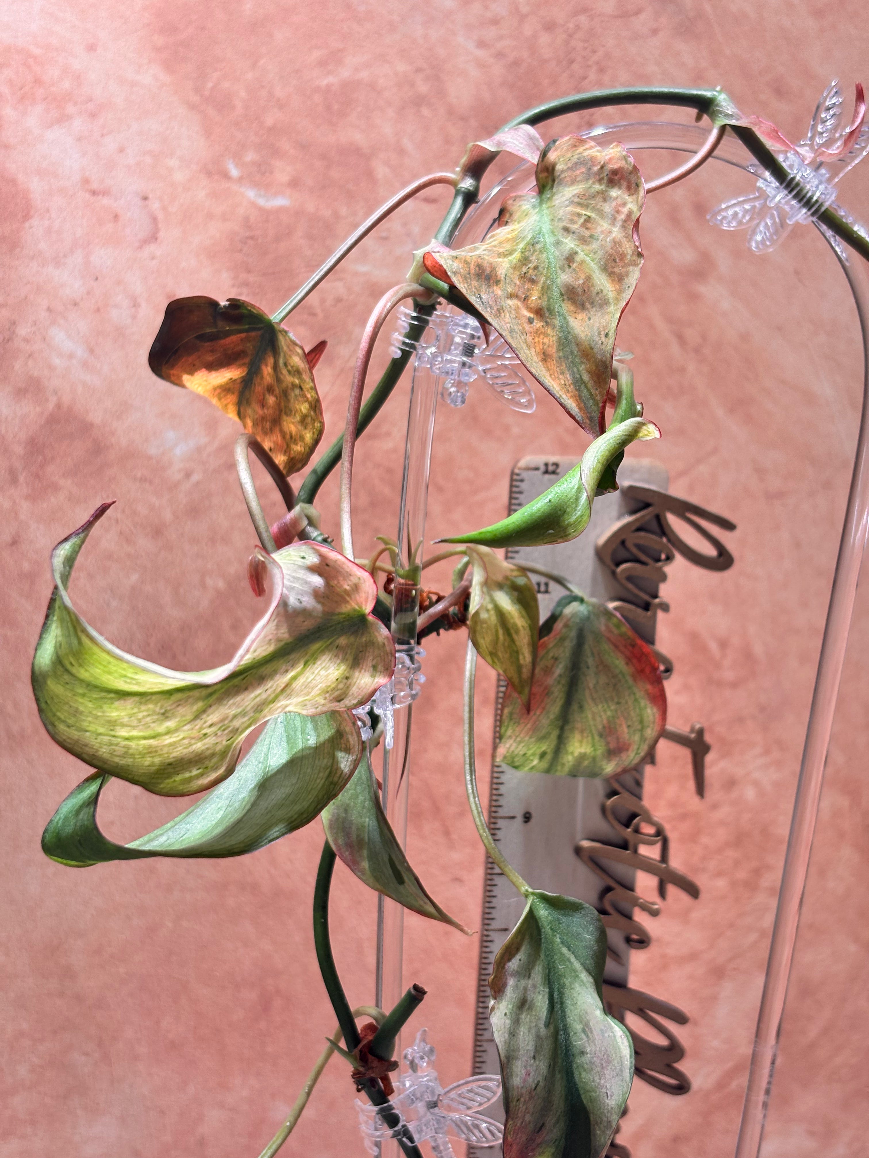 Philodendron Micans Mint (Mother Plant)