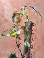 Philodendron Micans Mint plant with strappy leaves against a pink background