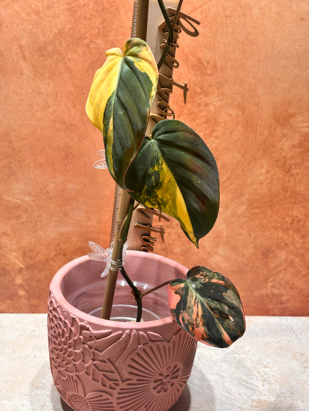 Potted plant with yellow and green leaves in a pink ceramic pot on a textured surface.