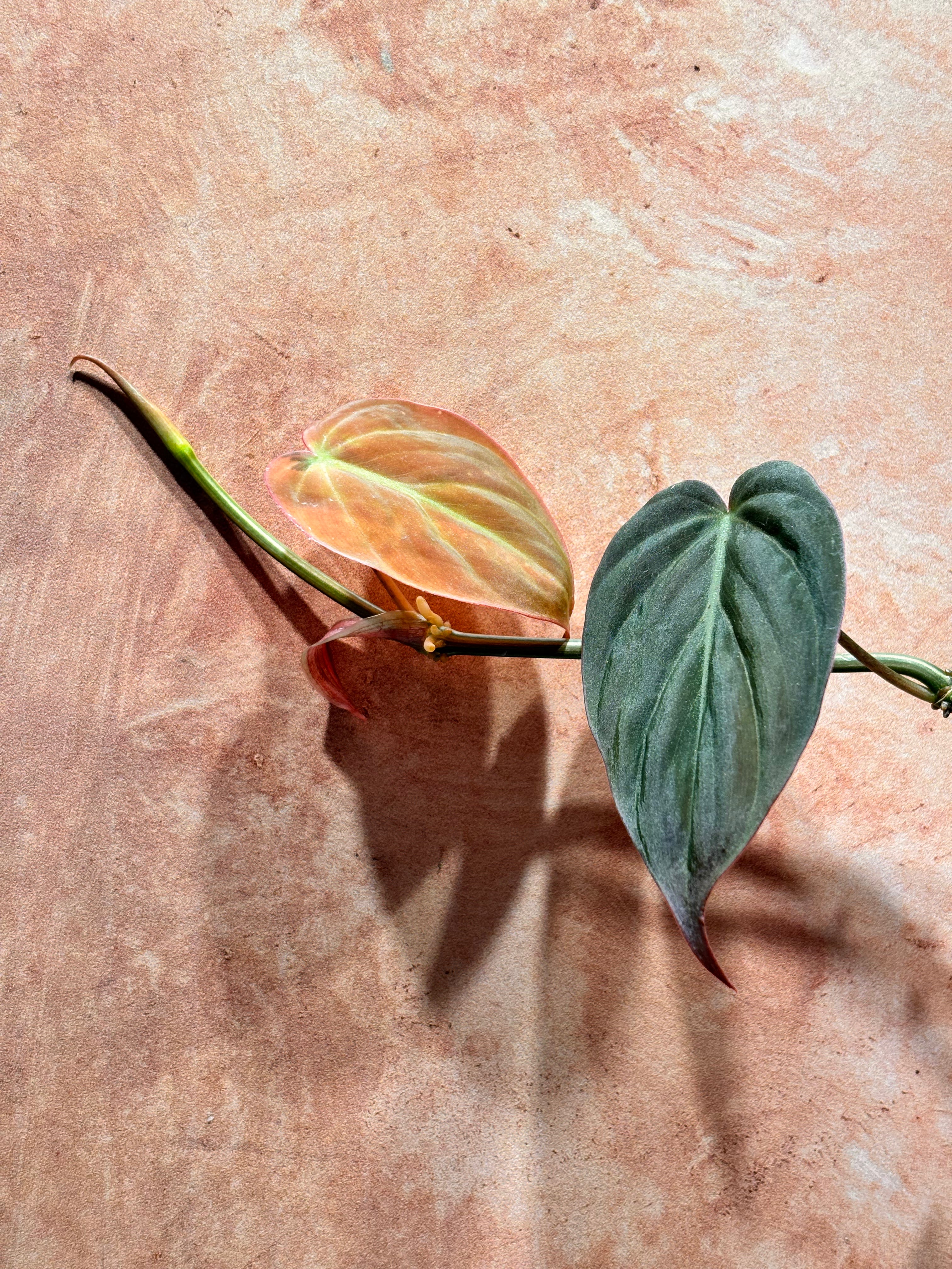 Heart-shaped  philodendron micans leaves on a textured pink background