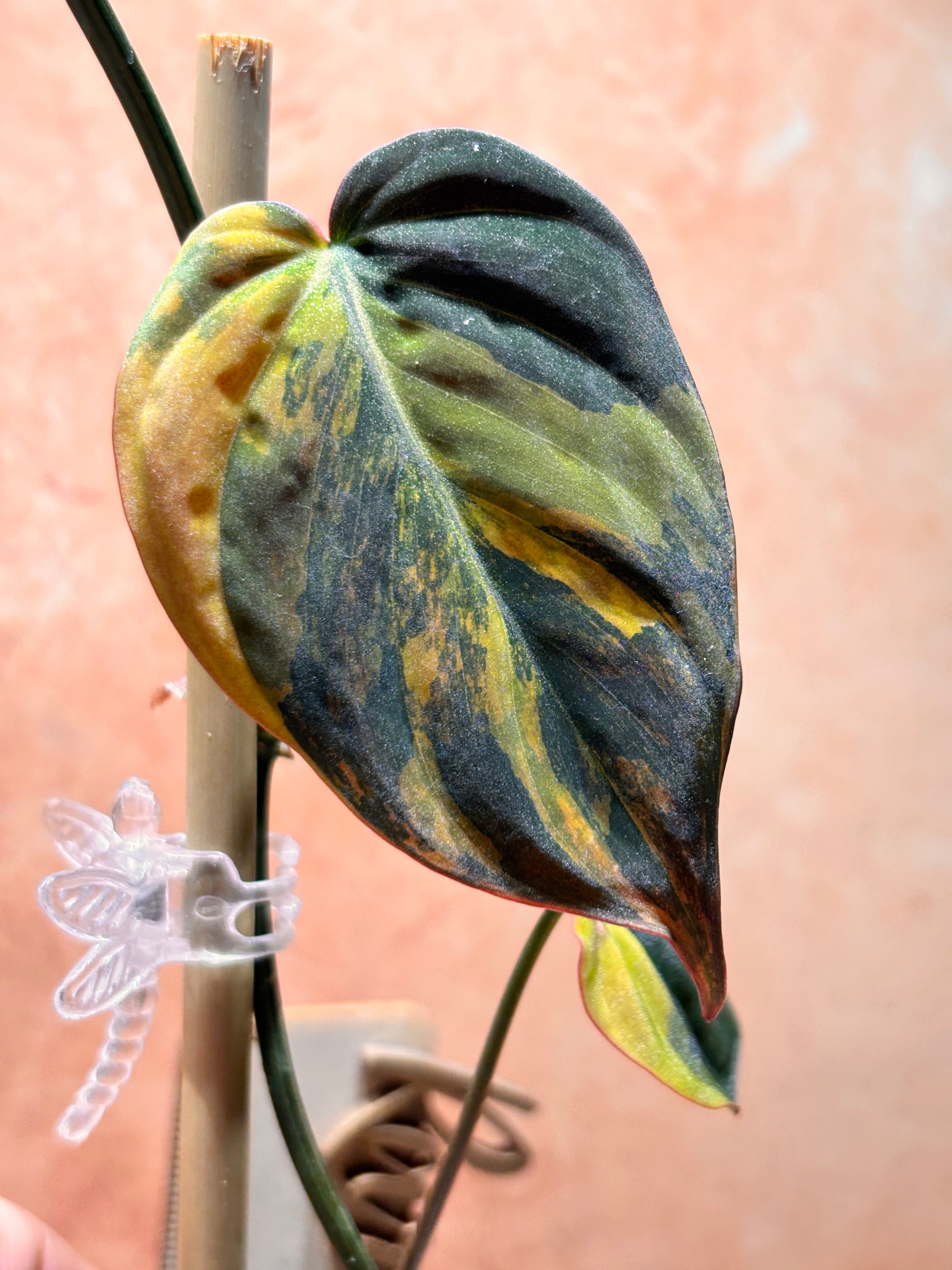 Philodendron Micans Aurea