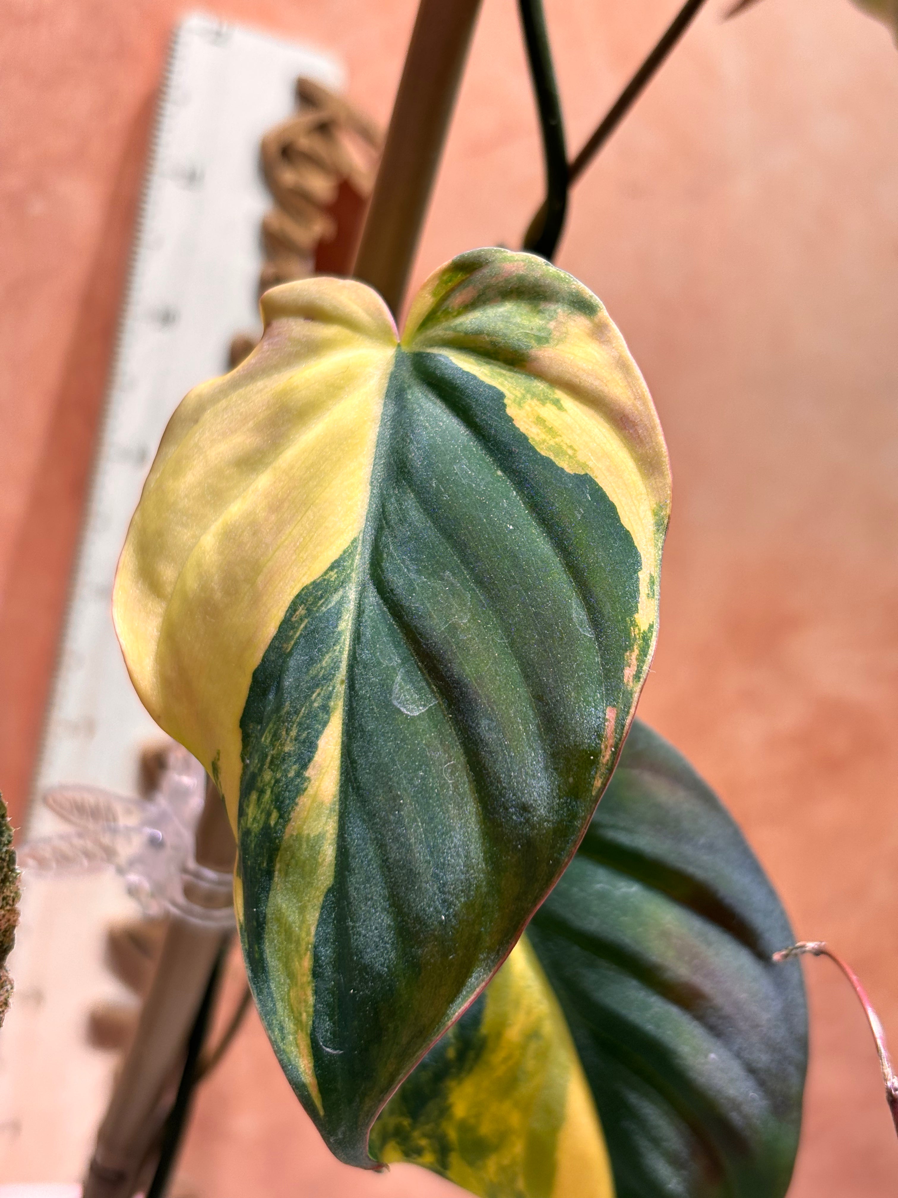 Variegated leaf of a plant with a ruler for scale against a pinkish background