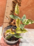 Dregea Sinensis Variegated