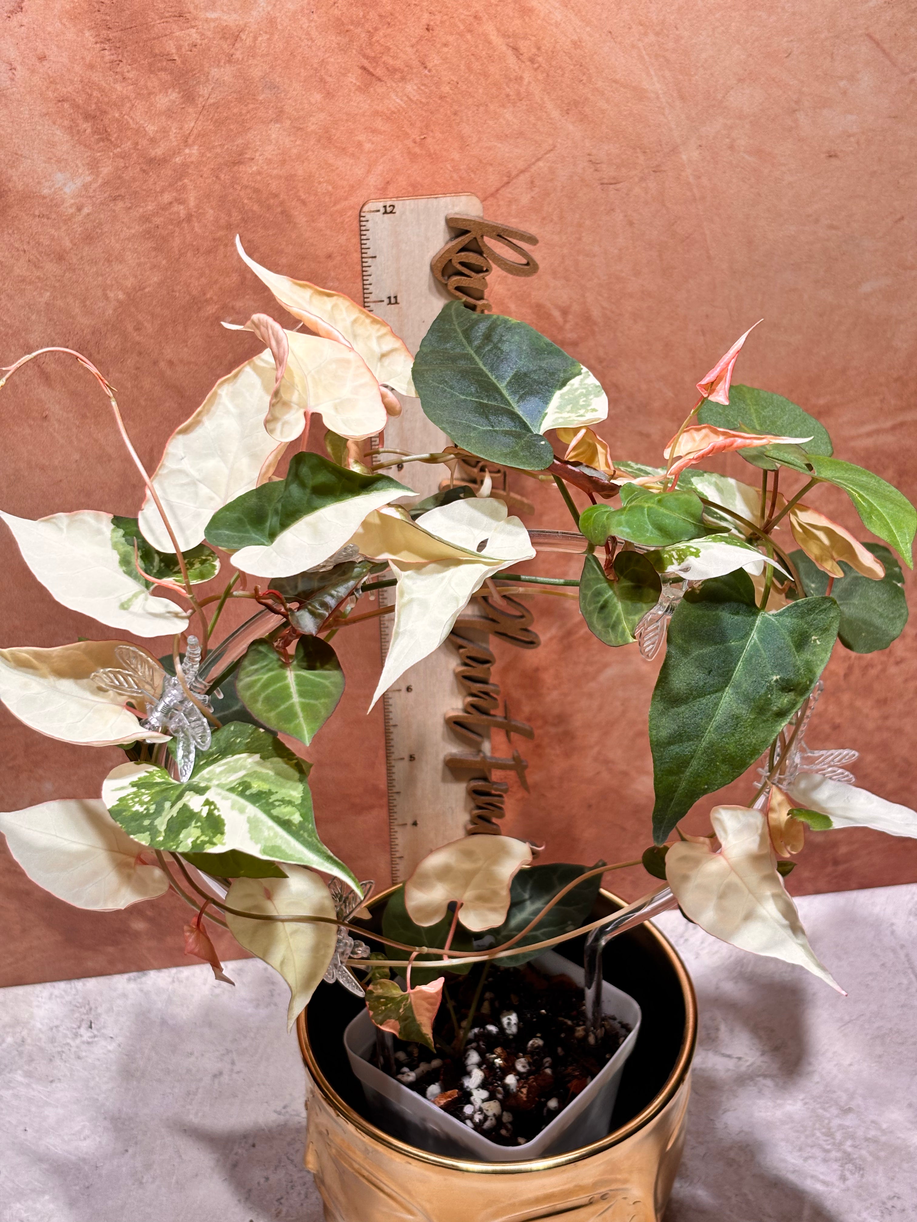 Fallopia Multiflora Albo